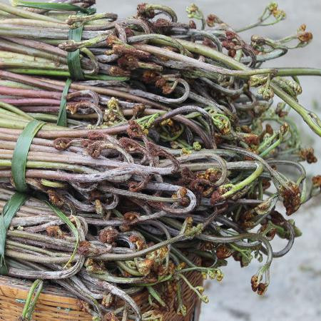 野生蕨菜新鲜现摘大山甜蕨菜野生猫爪菜龙爪菜新鲜时令野菜图片