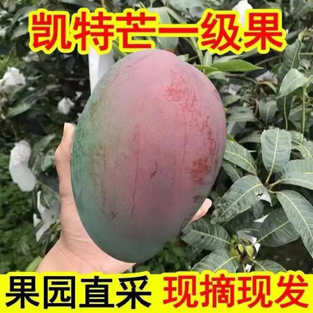 攀枝花凯特芒果新鲜应季水果大芒果批发整箱非小台金煌贵妃桂七芒