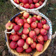 【脆甜多汁】大凉山新鲜盐源丑苹果红富士水果3/5/8斤非昭通苹果