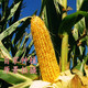 【5斤装】农家玉米糁玉米粒 玉米渣 玉米糁五谷杂粮粗粮农家自销