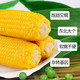 新糯玉米10支真空包装绿色甜糯新鲜玉米粘糯玉米棒营养早餐