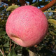 妙采园 新鲜脆甜冰糖心红富士苹果丑苹果3/5/10斤装整箱包邮新鲜水果丑苹果