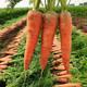 【农家自种】沙地胡萝卜新鲜蔬菜10斤水果萝卜红萝卜清脆非水洗