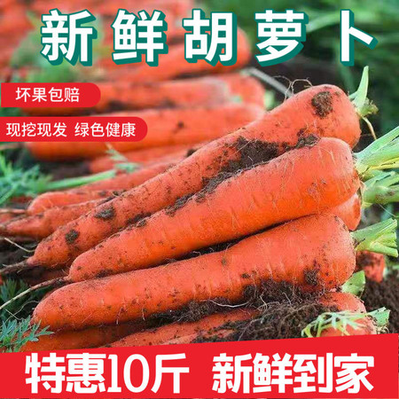 【现挖现发】10斤沙地胡萝卜带箱新鲜蔬菜农家现挖红萝卜水果萝卜