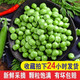 云南豌豆荚当季新鲜蔬菜农家自种带壳大青豆荷兰甜豆角3/5/10斤