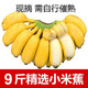 【泡沫箱】广西小米蕉9斤当季新鲜水果包邮3斤5斤非香蕉皇帝焦9斤