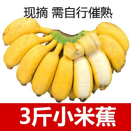 【泡沫箱】广西小米蕉9斤当季新鲜水果包邮3斤5斤非香蕉皇帝焦9斤图片