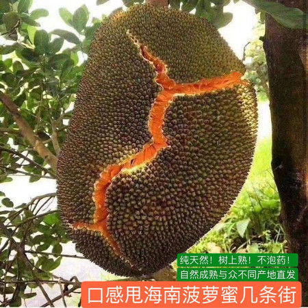 【树上熟红心菠萝蜜5-7斤】东南亚热带新鲜水果红肉菠萝蜜秋包邮图片