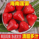 海南红宝石莲雾果当季新鲜采摘发货雾莲果红果热带水果1/3/5斤装