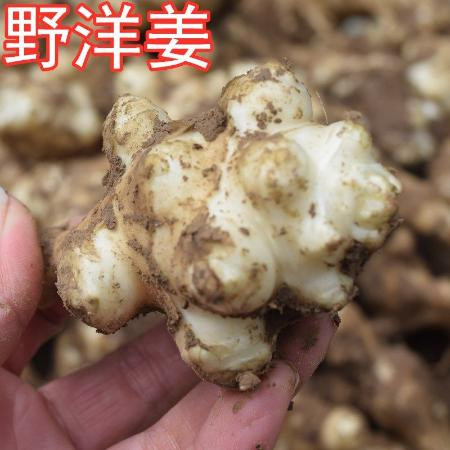 洋姜新鲜1斤/3斤/5斤/10斤野菊芋鬼子姜地姜生姜腌制酱泡菜可种植