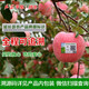 耕基 陕西新鲜水果 延安红富士苹果12枚80mm约2.5kg礼盒装