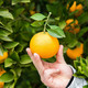 黔阳冰糖橙新鲜水果批发橙子10斤果当季整箱应季果冻超甜橙5麻阳