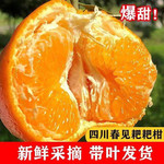 农家自产 【限时优惠 彩箱】四川蒲江春见耙耙柑新鲜采摘产地直发包邮