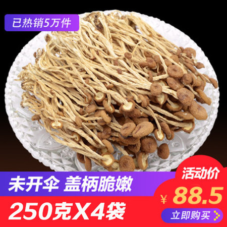 【扶贫助农】2020年新货茶树菇干货1000g农家自产茶薪菇农家种植无硫古田特产批发