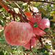 新鲜水果精品红富士苹果10斤脆苹果丑苹果脆甜孕妇水果非冰糖心