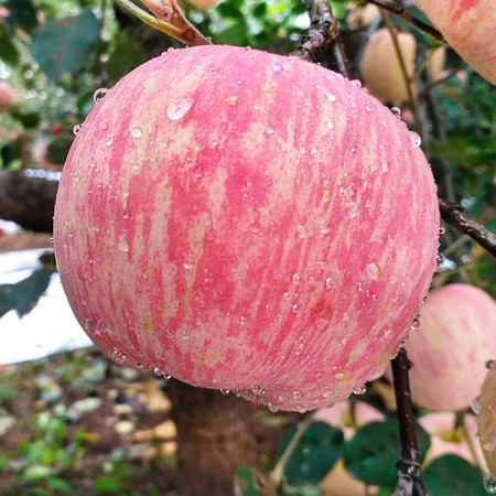 新鲜水果红富士苹果脆甜多汁丑苹果孕妇水果带箱10斤装非冰糖心图片