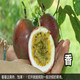 【送开果器】广西百香果精选大果5斤装3/2斤12个新鲜水果酸甜多汁