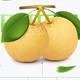 应季新鲜水果陕西梨蒲城酥梨10斤非新疆梨子香梨皇冠梨贡梨3/5斤