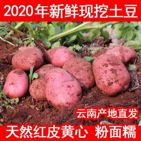 2020年云南高原新鲜现挖红皮黄心土豆5斤10斤洋芋马铃薯老品种图片