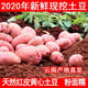 2020年云南高原新鲜现挖红皮黄心土豆5斤10斤洋芋马铃薯老品种