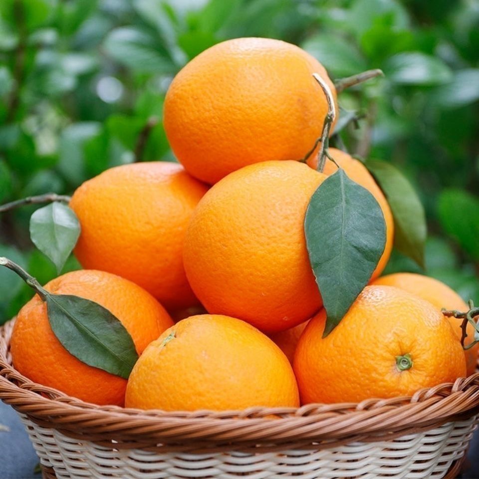 大牛哥 新鲜夏橙应季水果甜橙子手剥橙子3/5/9斤整箱批发包邮