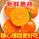大牛哥 【现货】脆甜柿子新鲜应季孕妇水果云南脆柿子【徐闻美食】