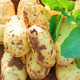 大牛哥 甘肃洋芋农家自种新鲜特产土豆爆皮黄面包邮