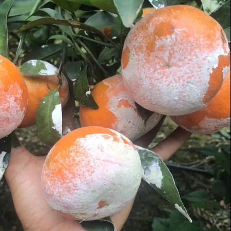 大牛哥 广西茂谷柑石灰沃柑桔子新鲜水果橘子包邮图片
