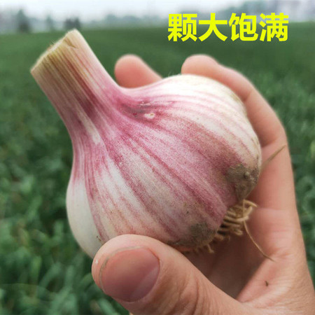 【5斤45.8元性价比高】现挖新鲜大蒜头5斤红皮紫皮大蒜嫩蒜可腌糖蒜新鲜蔬菜图片