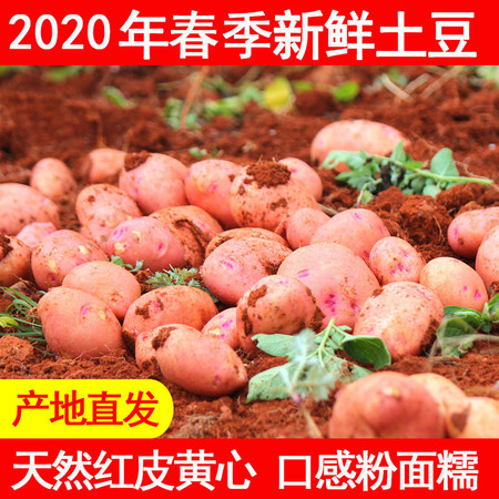 云南新鲜农家自种红皮土豆 马铃薯洋芋红皮黄心老品种5斤10斤包邮图片