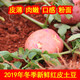 云南新鲜农家自种红皮土豆 马铃薯洋芋红皮黄心老品种5斤10斤包邮