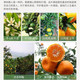 【买5送5斤48小时发货】湖南湘西椪柑橘橙新鲜水果橘子非丑橘