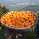 夏橙当季新鲜秭归脐橙晚熟超甜薄皮橙子应季水果整箱批发3/5/10斤