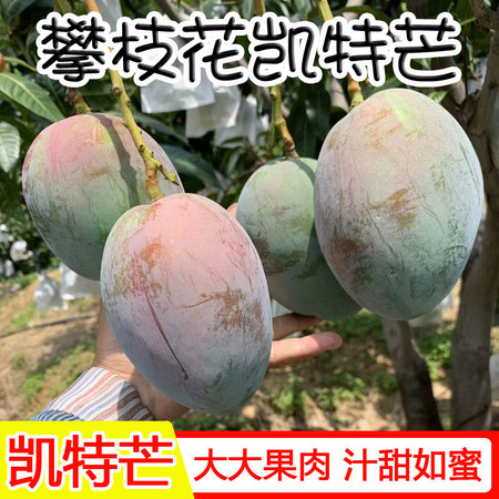 佳怡康 四川攀枝花凯特芒果 新鲜直达