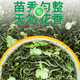 天王 茉莉花茶 浓香型茶叶 礼罐装 买两罐赠礼袋