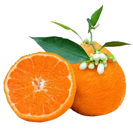 荷馨四季 当季新鲜水果 四川黄果柑 香甜橘子 【单果55mm起】图片