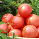 荷馨四季 陕西普罗旺斯西红柿