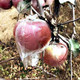【邮政农品】陕西冰糖心红富士苹果带箱10斤（单果75-85mm)高山丑苹果包邮脆甜可口孕妇水果