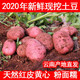 【48小时内发货】2020年云南高原新鲜现挖红皮黄心土豆5斤10斤 洋芋 马铃薯老品种土豆