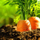 沙地胡萝卜新鲜蔬菜红萝卜10斤5斤农家现挖现发蔬菜类水果萝卜
