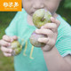 【三华李红心李】新鲜水果孕妇水果现摘当季酸脆李子1/3/5斤装