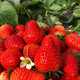 现摘新鲜酸甜草莓包邮新鲜孕妇水果非丹东99奶油草莓2斤-5斤