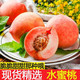 【5斤29.9】新鲜水蜜桃脆桃子毛桃水果现摘5/10斤新鲜新鲜桃子