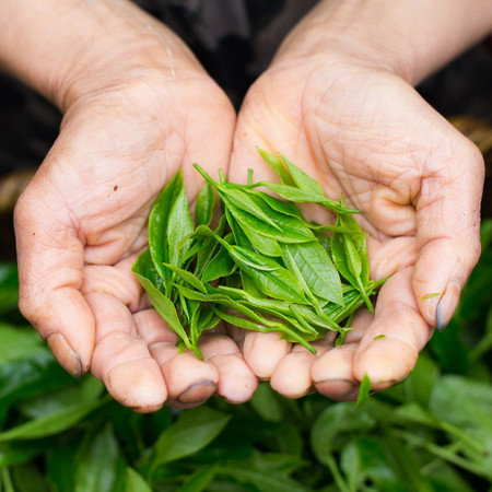 玉露明前蒸青绿茶恩施原产高山云雾绿茶