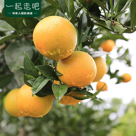 妙采园 夏橙 橙子当季新鲜甜橙子水果图片