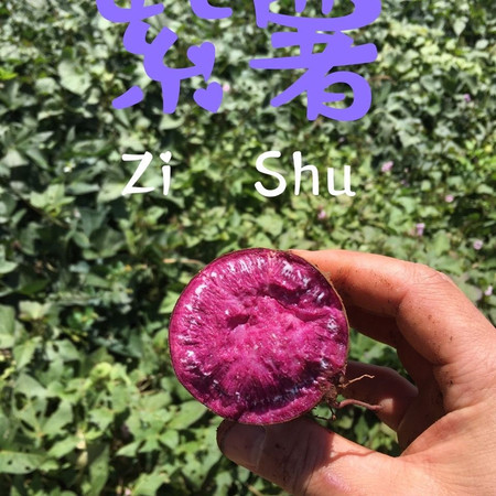【家乡的味道】紫薯紫罗兰新鲜地瓜红薯蜜薯板栗番薯农家蔬菜紫心山芋粗粮零食图片