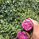 【家乡的味道】紫薯紫罗兰新鲜地瓜红薯蜜薯板栗番薯农家蔬菜紫心山芋粗粮零食