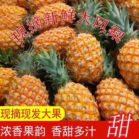 推荐好吃【现摘现发】新鲜凤梨大菠萝批发10/5/2斤徐闻香菠萝大果香甜多汁