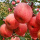 山东烟台栖霞红富士苹果当季新鲜水果一级条纹大果脆甜多汁不打蜡