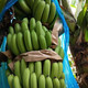 【品质好推荐】正宗云南青香蕉新鲜水果应季非广西小米蕉海南香蕉带箱9/5斤包邮